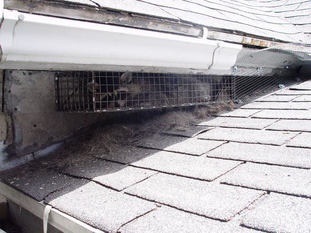 Allstate Animal Control raccoon trap attached to soffit to catch a raccoon living in the attic.